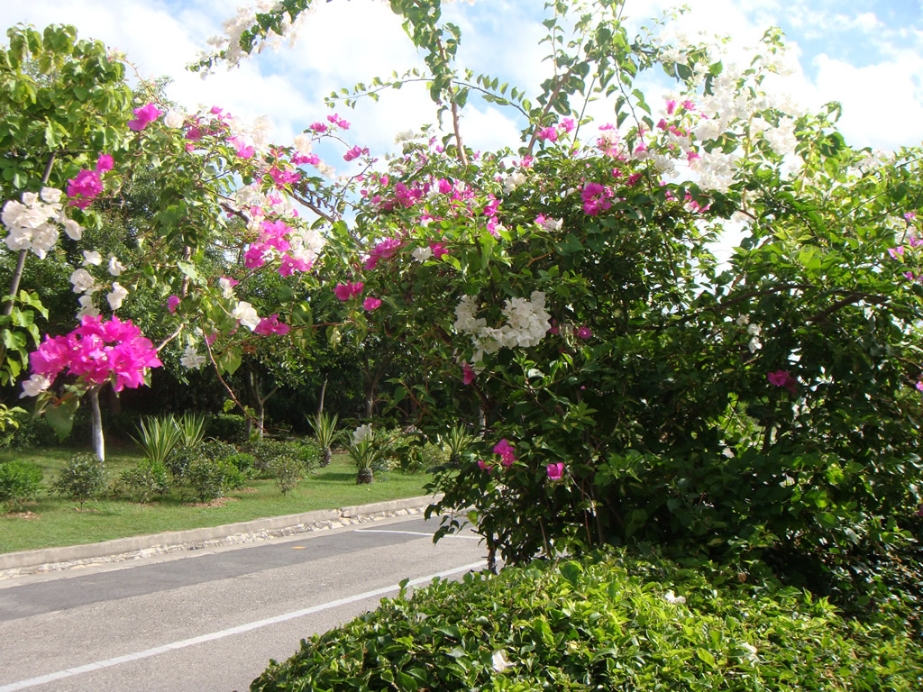 DSC02307_r1_c1 厦门市花三角梅