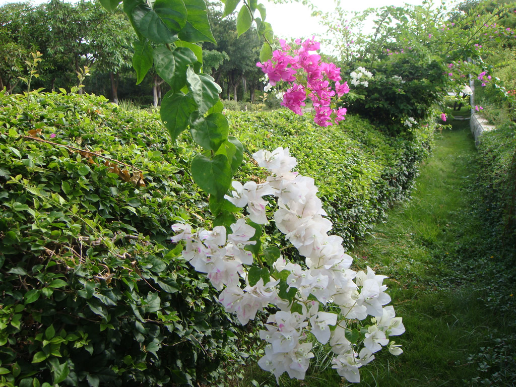 DSC02311_r1_c1 厦门市花三角梅