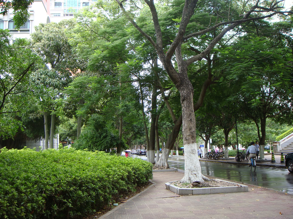 DSC02383_r1_c1 厦门大学小景